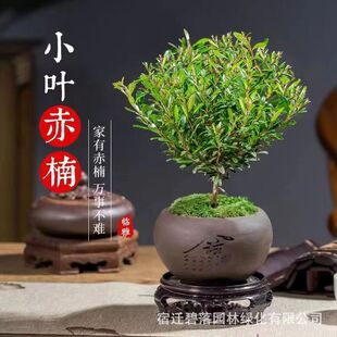 ���ֲ�������Ϙ������辰�ļ����G�մ���Gֲ�U������ʽ������