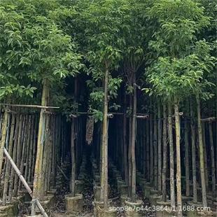 ����С�������������l5-10����