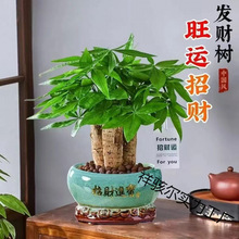 发财树盆栽室内客厅桌面绿植盆景树苗办公室招财花卉吸水植物阳台