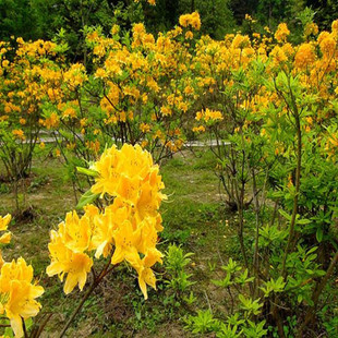 һ�����l���S�����N�� �Sɫӳɽ�t��ľ �S���N�NK�� ���������b