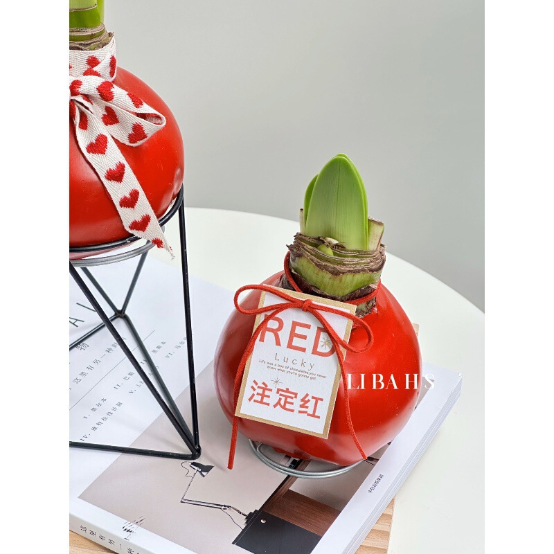 Dropshipping Fence Flower Club Sealing Wax Amaryllis Flowering Plant Destined to Be Red Lazy Flower New Year's Eve Flower Gift Dropshipping Fence Flower Club Sealing Wax Amaryllis Flowering Plant Destined to Be Red Lazy Flower New Year's Eve Flower Gift