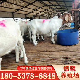 波尔山羊小羊羔活羊出售羊崽羊活苗活幼体波尔山羊