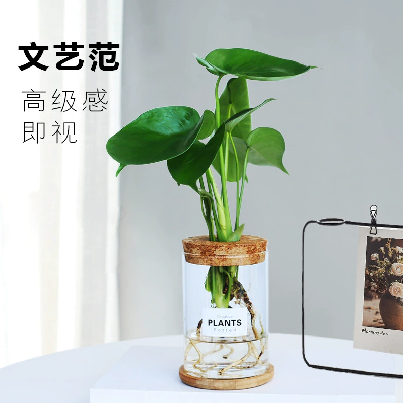 Гидропонная монстерия в горшке, стеклянная гидропонная растение для дома, очищающее воздух, маленькое зеленое растение, легко выращиваемое в цветочном горшке круглый год.