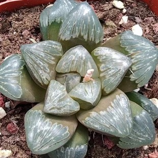 Silver Turtle Longevity Jade Dew Japanese Green Plant Potted Landscape Succulent Plant Greenhouse Wholesale Agave Cactus Soft Leaf Ten