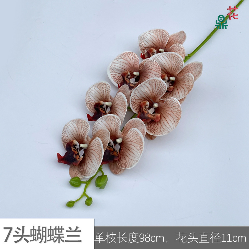 7 phalaenopsis GFG #34 텍스처 다크 브라운