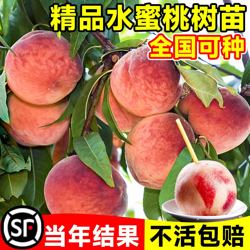 Саженцы персиковых деревьев Yangshan Fenghua, персиковые плодовые деревья, посадка в горшках во дворе, в северной и южной части, будут плодоносить в том же году.