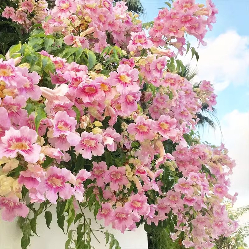 凌霄花大苗盆栽爬藤夏天耐热植物开花卉室外庭院阳台北方耐寒易养