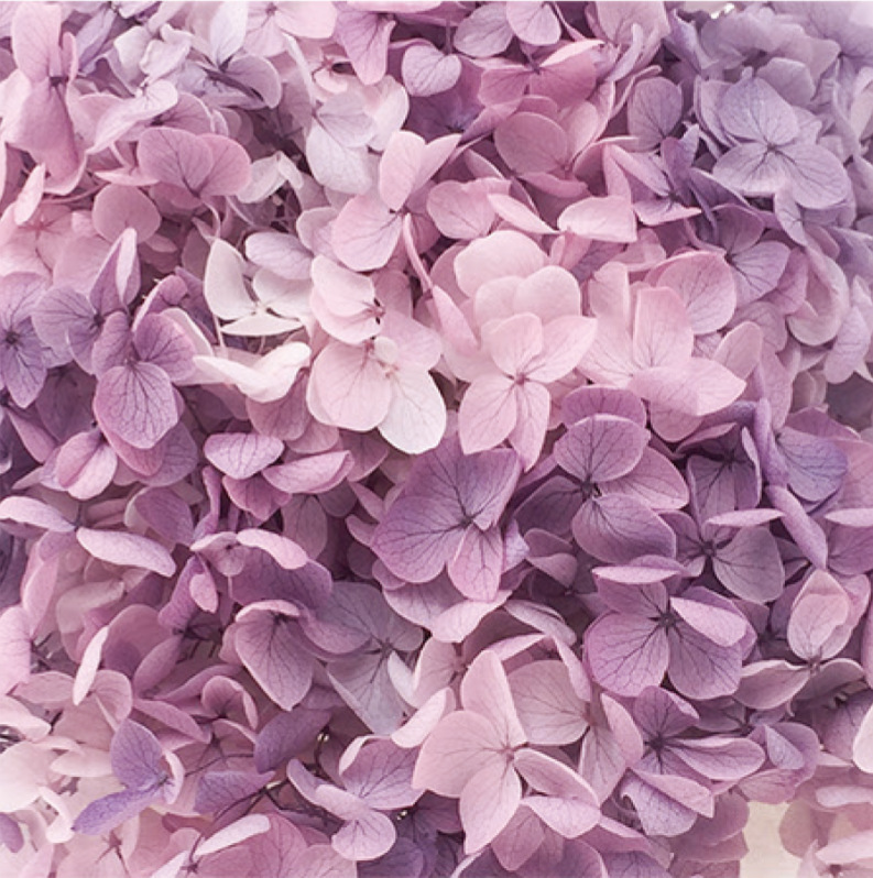 Anna Hortensia gradiente púrpura-20g/caja