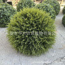 �����ľ��� ��ͩ����������V�����@�G�����Gֲ����r�񃞻�