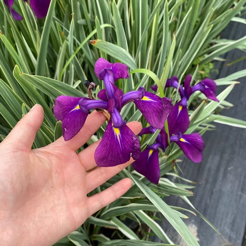 Цветок цикады, цветочные листья, цветок цикады, синие листья, питомник цветов цикады, водные цветы, многолетние травянистые растения, цветочный ландшафтный дизайн