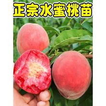 桃树果苗嫁接地栽新品种桃树苗南方北方种植早熟特大冬桃水蜜桃苗