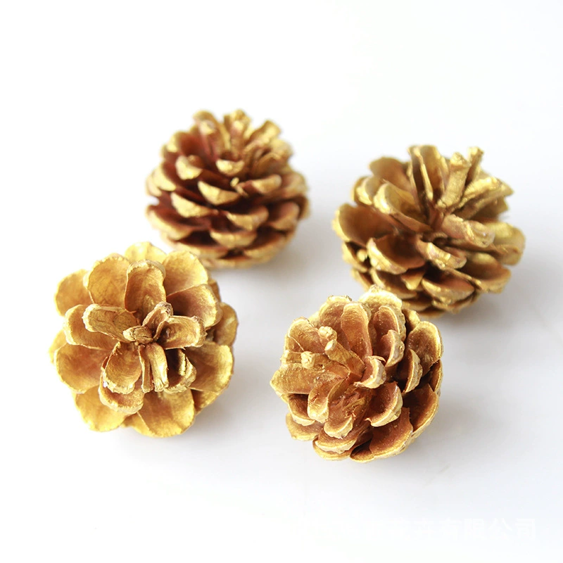 Dry Flower DIY Materials [Dry Fruit] Madman Sommelier Candle Plant Simagon Handmade Class Dry Flower Dry Branches Material