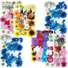 压花干花材料包 diy饰品批发植物押花组合真花真树叶标本植物花卉