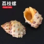 天然珍珠麻海螺寄居蟹造景