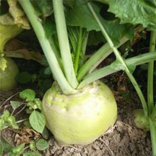 ���^�˲˷N���Ĵ�һ�K��ꖴ��^�˹��^��˲��̲�ե�˸�����߲���