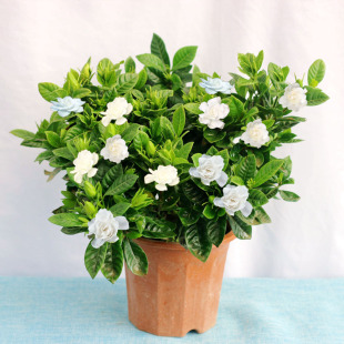 Gardenia Potted Flower Plant Indoor with Buds Balcony Hydroponic Green Plant Fragrant Gardenia Sapling Blooms All Year Round