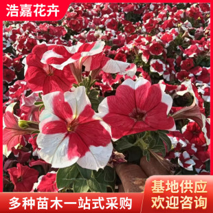 Colorful Morning Glory Flower Potted May Day Flower Seedlings with All Year Round Outdoor Florals Qianniu Seasonal Grass Florals Colorful Morning Glory