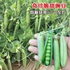 Beidou Seven -Star Grand Silkworm Bean Seed Seeds Seeds High -yield Spring, Summer Autumn and Winter Four Seasons Balcony Vegetable Laibi Seed