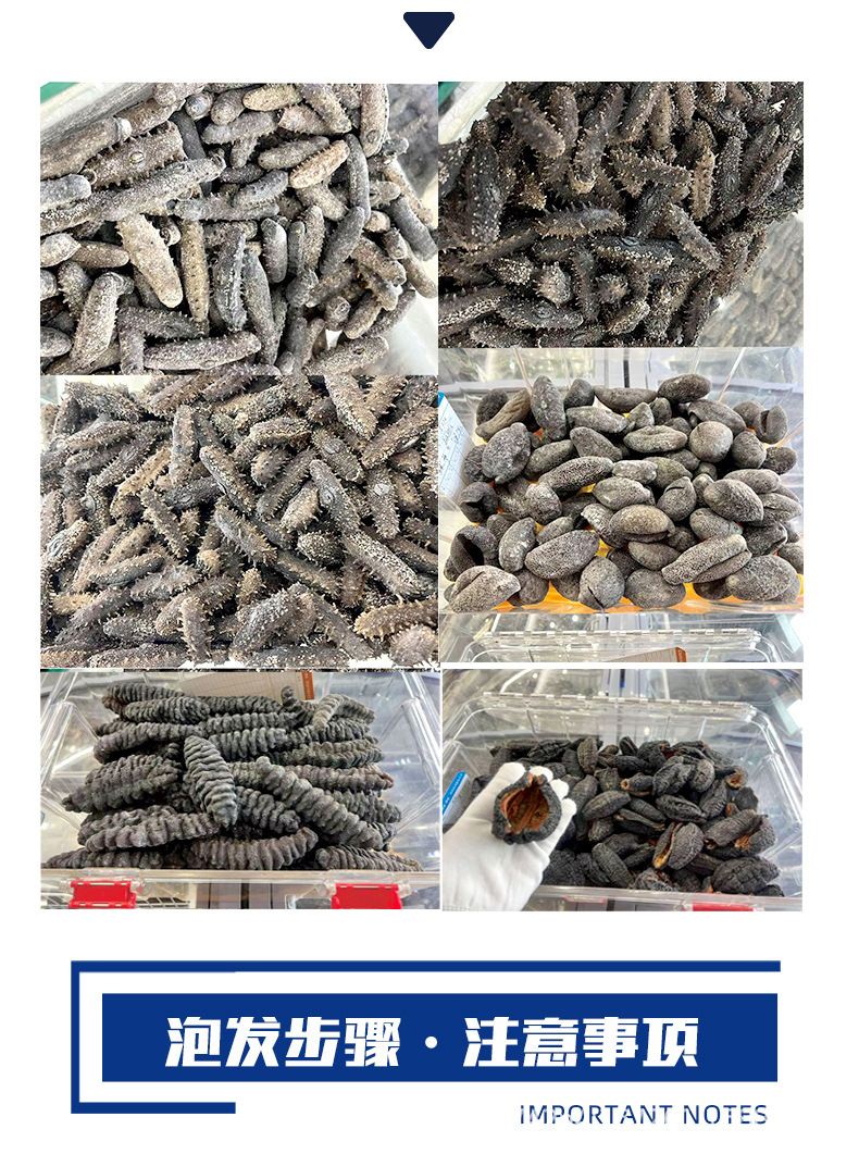 Dalian Premium Lightly Dried Sea Cucumber Gift Box 50g Custom Grade 6-7 Year preparation