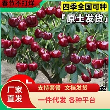 һlҘ܇ӘҘ籱ϷNֲͥԺͺ