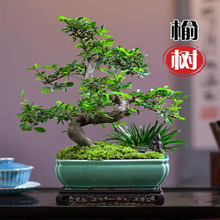榆树盆景提根造型榔榆办公室茶几桌面绿植大盆栽树苗室内空气净化