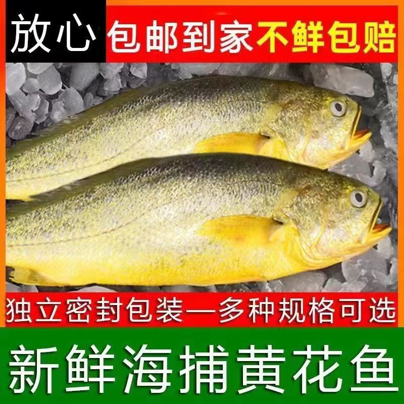 【黄花鱼一斤一条】东海大黄花鱼新鲜冷冻整箱海鲜水产批发