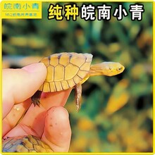 小青皖南龟黄喉拟水乌龟活物南石金钱龟苗观赏纯种活体缘三黄活体