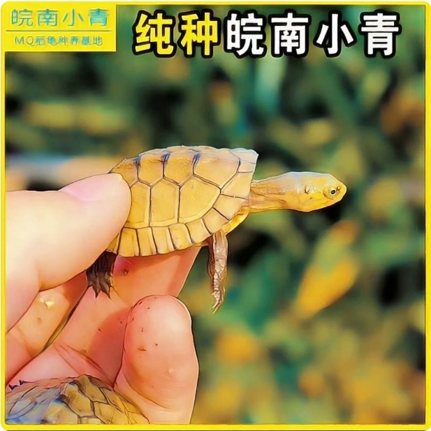 小青皖南龟黄喉拟水乌龟活物南石金钱龟苗观赏纯种活体缘三黄活体