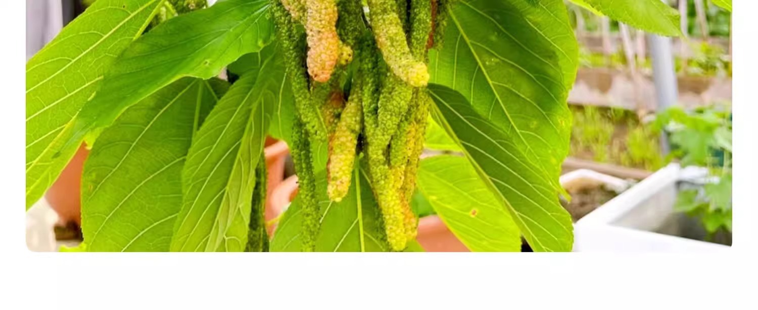 O1CN014w2V7w1KQs684R277_!!2219532571159-0-cib.jpg?sign=583921_Mzg0OTAxODQ5