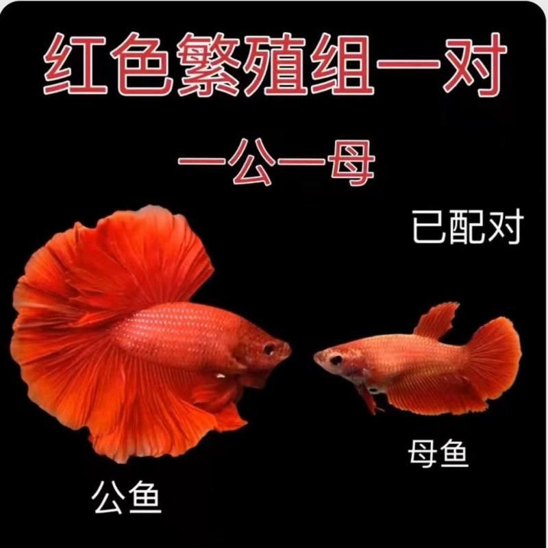 Betta (полумесяц) декоративная живущая рыбка, смешанные цвета, 5–6 см, декоративная домашняя рибка