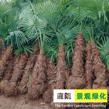 棕榈树苗棕树苗棕榈苗扇子植物四季常青景观绿化庭院树苗耐寒包邮