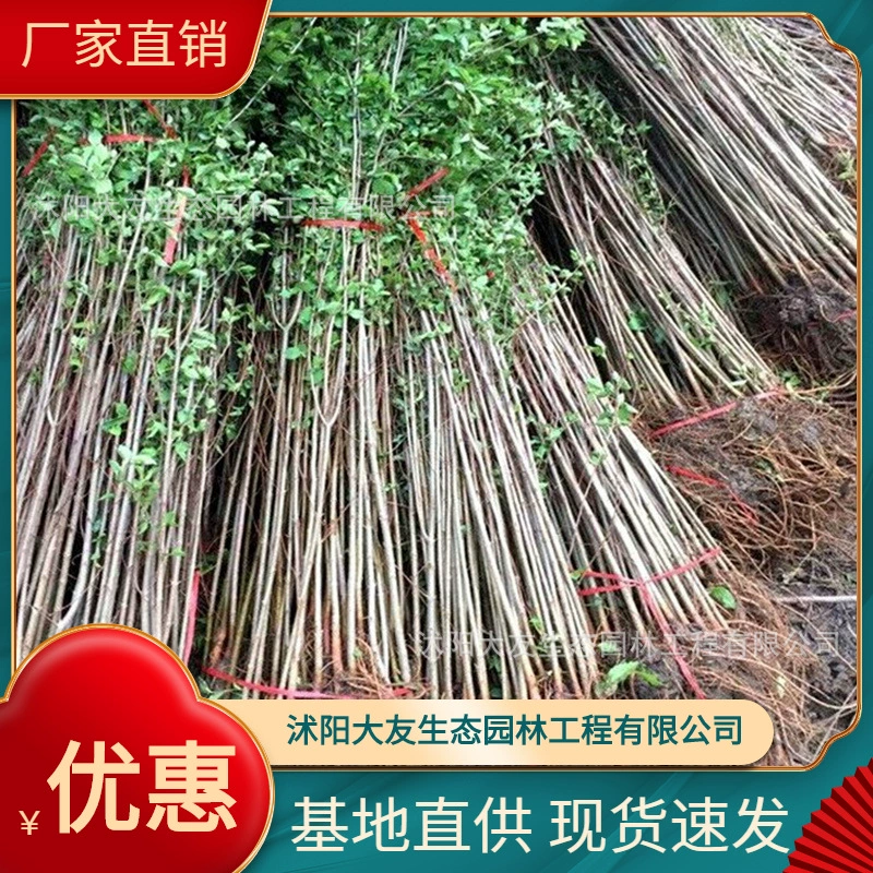 База оптом саженцы вяза собственного производства Живописный пейзаж дорога сад инженерные Зеленые саженцы