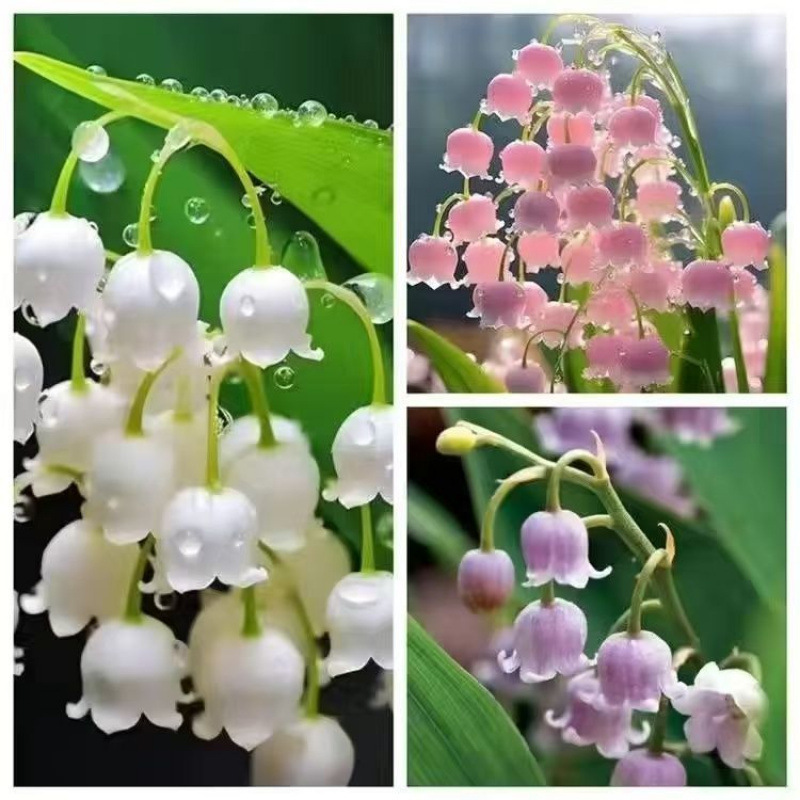 핫 세일【혼합 색상】