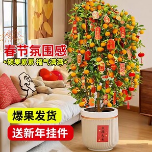 ���ۘ����Ԏ����͏d�Gֲ�k���҃ȴ���ֲ����w��լ��������Ә�