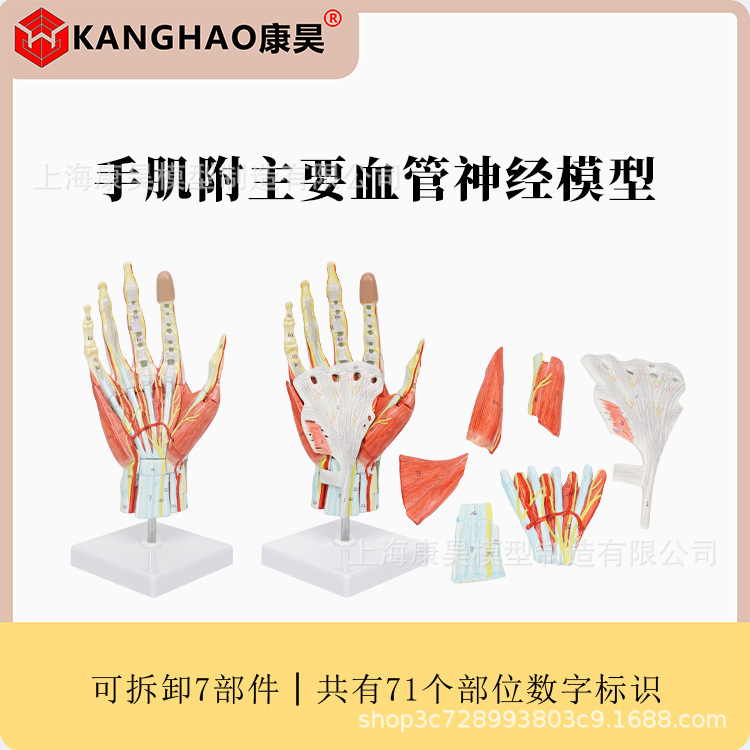 Hand Muscle Attached to Main Vascular Nerve Model Palm Anatomy Palm Muscle Ligament Functional Structure