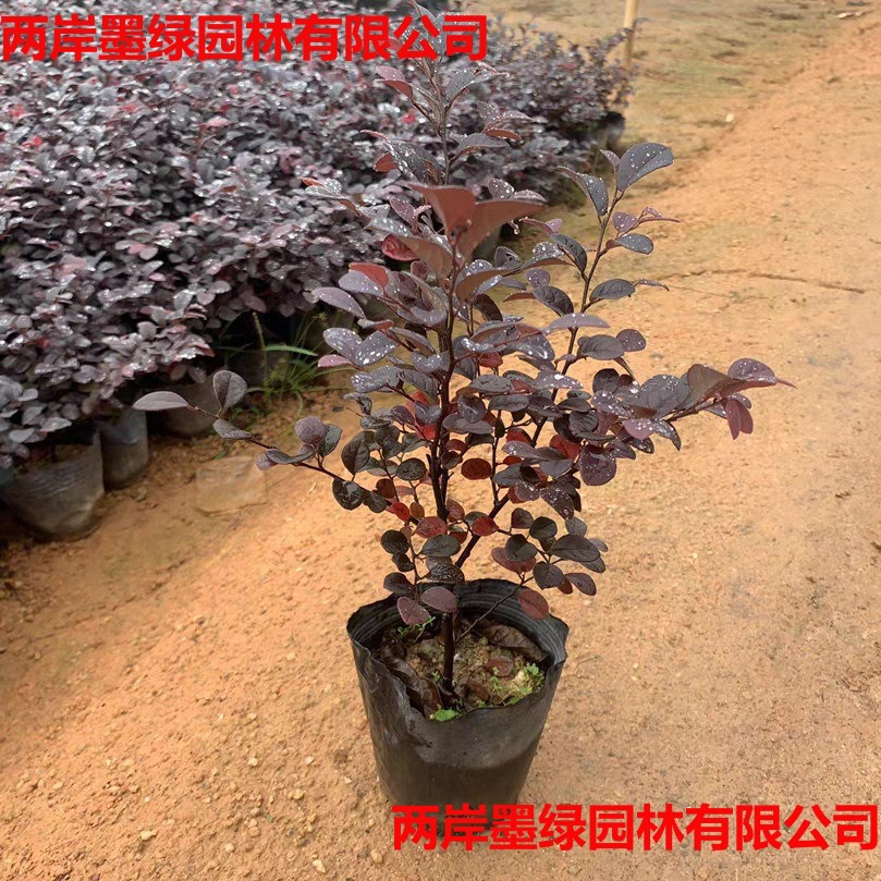 批发红花继木小苗各种规格地栽苗红花继木大小杯苗球