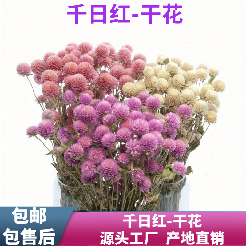 Dried Flowers, Eternal Flowers, Strawberry Fruit DIY Dried Flowers, Home Decoration, Cross-Border Floral Materials, Eternal Flower Bouquets, Artificial Flowers