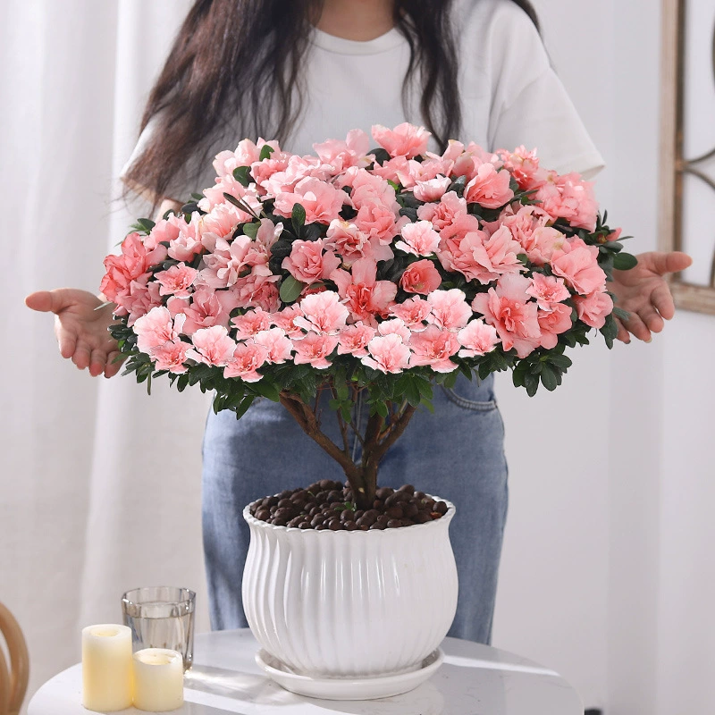 Рододендрон горшечные растения с бутонами старая куча большие четырехсезонные цветущие растения балкон Крытый просмотр цветы зеленые растения для кормления