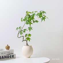 造型流泉枫盆栽客厅办公室内外观叶绿植四季常青好养植物花卉盆景