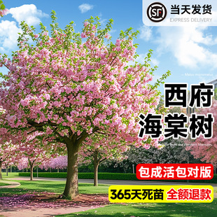 ���Ę���ߗU�������z���Ę��m����ͥԺ���Ե��ļ��_�������L����