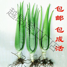 芦荟 芦荟盆栽美容院库拉索苗多肉植物灌补水食用室内外花垒德株