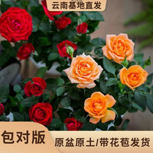 红玫瑰花苗四季开花不断月季花盆栽带花苞发货带盆带土成品阳台卉