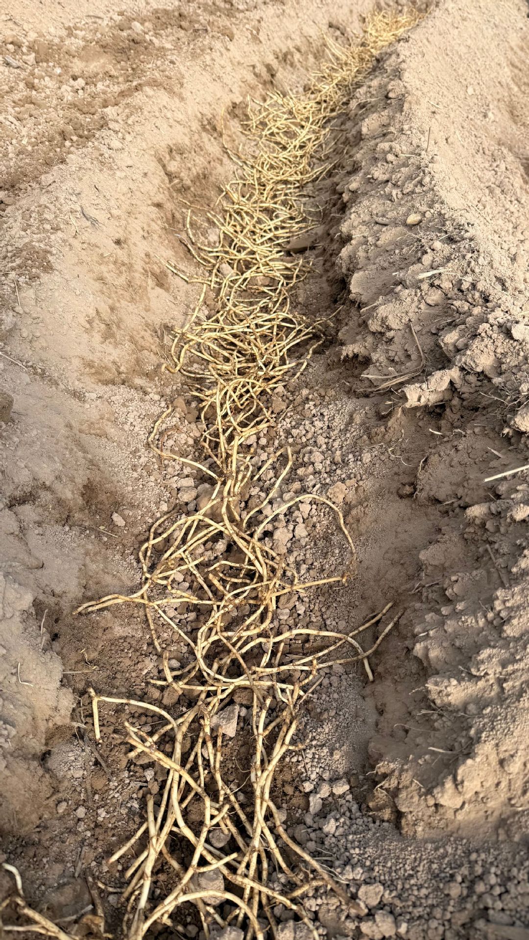 鱼腥草种植2 (17).jpg