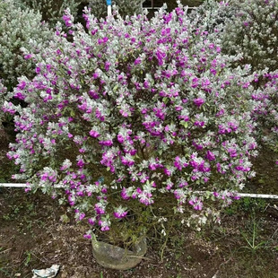 �a�����l�t����ܽ�����ԃr����ֲ����ɻ��ʱ��C����