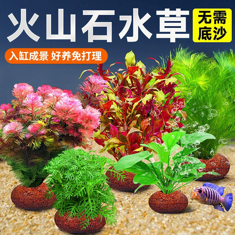 Вулканический камень, водные растения, аквариум, ландшафтный дизайн, настоящая трава, гидропоника, сороконожка, трава, водная фига, отрицательная зеленая хризантема, пакет для очистки воды