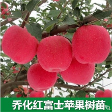 果园苹果苗烟台红富士条纹红苹果树苗嫁接乔化苗地栽南北方种植