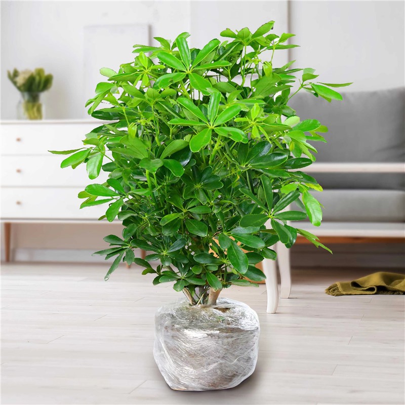 바팡라이카이 40-50cm 화분+비료가 없는 고원 흙