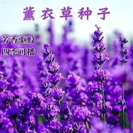 薰衣草种子四季易播种开花庭院花卉植物阳台盆栽易活室内外花种籽