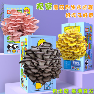 ���]Ģ�����ӶY��ƽ���Nֲ��ʳ�þ����޾Gֲ�׃��@�Bֳ�д��b�Y��