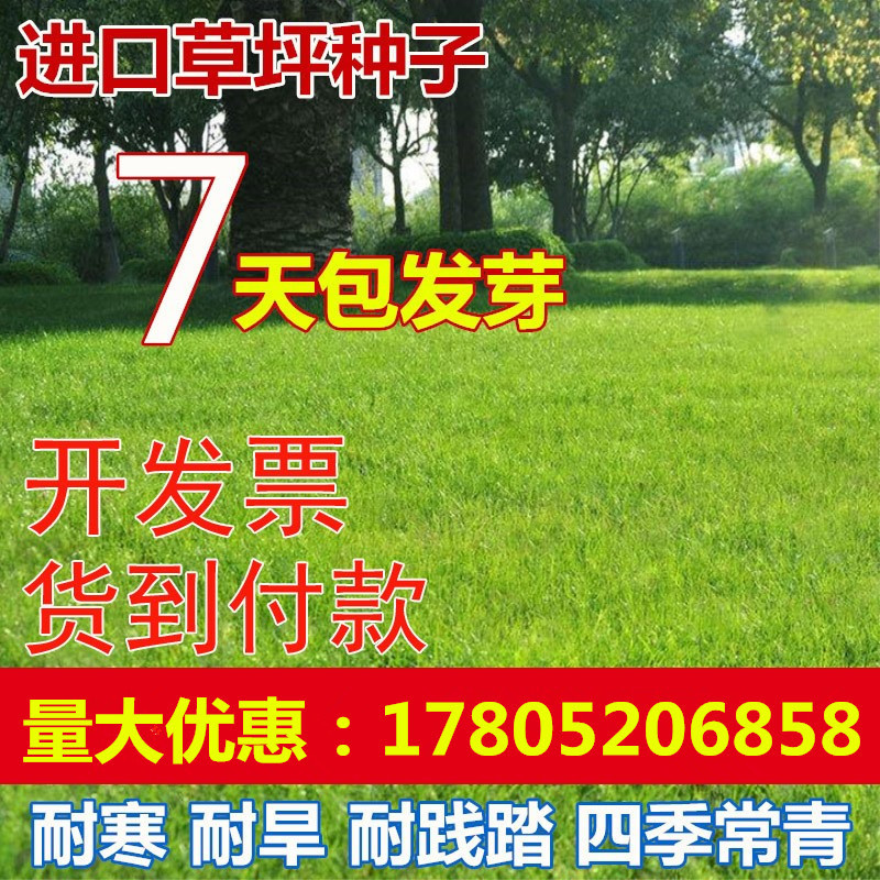 四季青草坪种子高羊茅狗牙根黑麦草早熟禾耐践踏庭院护坡进口草籽